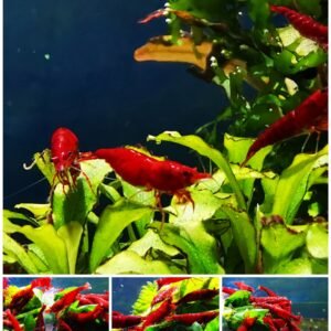 BLOODY MARY - 1.5-2.0 CM